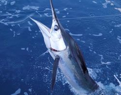 White Marlin Fish Reeled From Florida