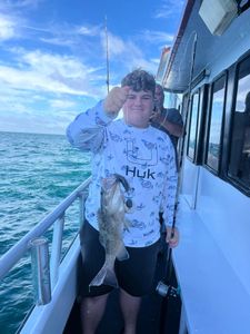 Gag grouper caught while fishing in FL