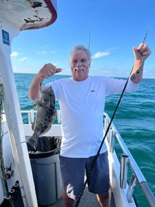 Gag grouper caught while fishing on the beach at St. Pete Beach