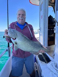 Gag Grouper caught while fishing in St. Pete Beach