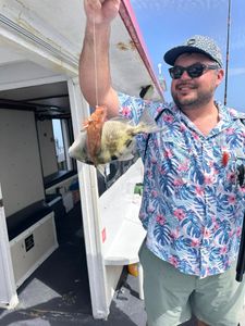 A grey triggerfish caught while fishing at St. Pete Beach