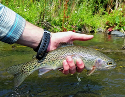 Rainbow trout fish in Welches