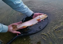 Rainbow trout fishing in OR