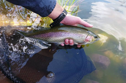 Rainbow trout fishing in OR