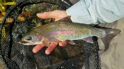 A large rainbow trout caught while fishing at Welches