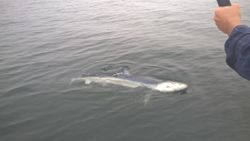 Photograph of an Atlantic Sharpnose Shark caught while fishing in MA