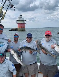 Three striped bass caught fishing in MA
