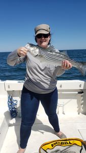 Striped bass fishing in MA