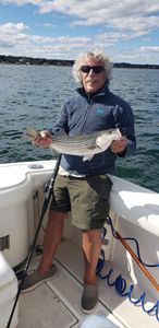 Striped bass caught while fishing in MA