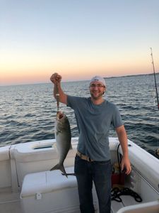 Photo of a bluefish caught in Plymouth