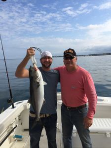 Catching a big bluefish in Plymouth