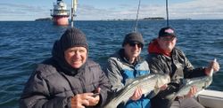 Two Chinook Salmon and Striped Bass fish caught in MA