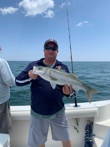 Striped bass caught in Plymouth, Massachusetts