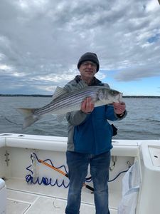 Striped bass caught fishing in MA