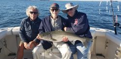 Striped bass caught in MA