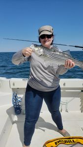 Striped bass caught while fishing in MA