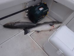 Two striped bass caught in MA