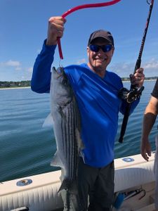 Striped bass caught fishing in MA