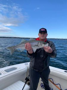 Striped bass caught by angler in Massachusetts