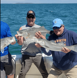 Three striped bass, fishing in MA