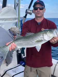 Striped bass caught while fishing in MA