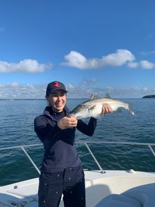 Striped bass caught while fishing in MA