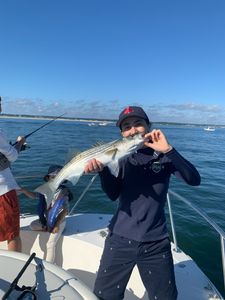 Striped bass, 19 inches, caught in MA
