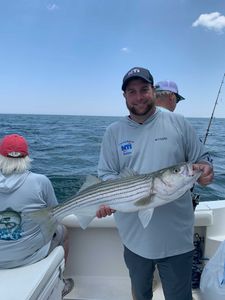 Striped Bass caught while fishing in MA