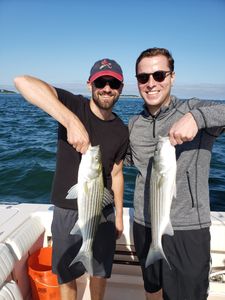 Two striped bass fish caught by two people in Plymouth