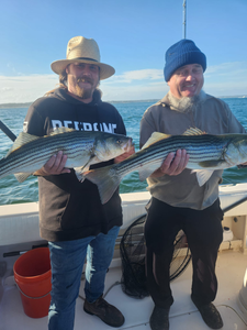 Two striped bass caught fishing in Plymouth