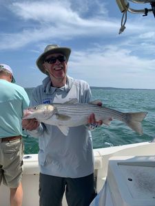 Striped bass caught by fisherman in Plymouth