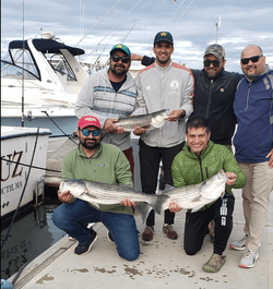 Three striped bass caught in Plymouth