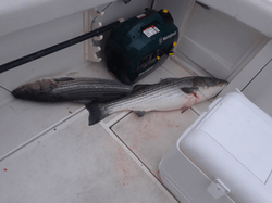Two striped bass caught while fishing in MA