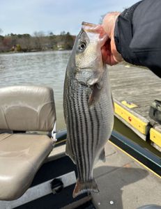 Striped bass caught while fishing in NC