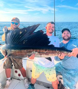 Anglers reeling in a massive Atlantic Sailfish in Florida