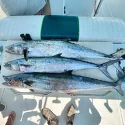 Three Spanish mackerel fish caught in Florida