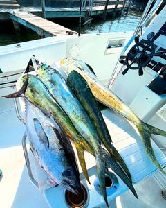 Two Blackfin Tuna fish at New Smyrna Beach