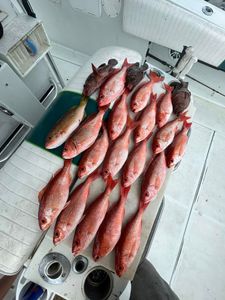 7 fish caught in FL during cruises and fishing