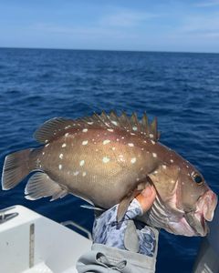 Dusky grouper fish in New Smyrna Beach