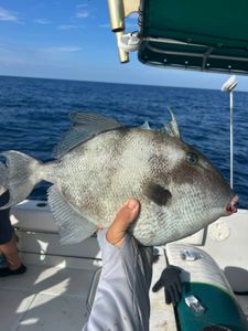 Grey Triggerfish caught while cruising and fishing in FL