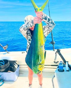Mahi Mahi fish caught in FL on cruises and fishing adventures