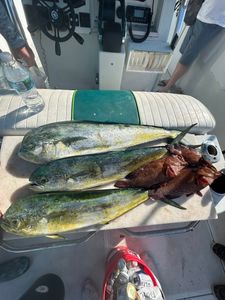 3 fish caught at New Smyrna Beach during cruises and fishing