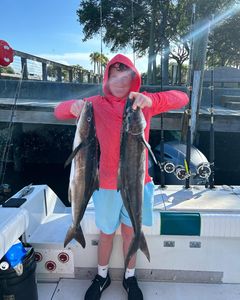 Two cobia fish caught in New Smyrna Beach, Florida