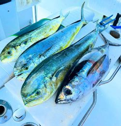 Two Yellowfin Tuna fish caught in FL while cruising and fishing