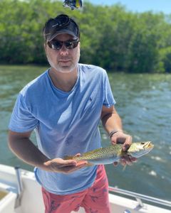 Sea Trout in Florida