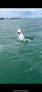 Bow to the king! Tarpon Fishing In FL