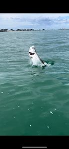 Angler fishing at Fort Myers beach