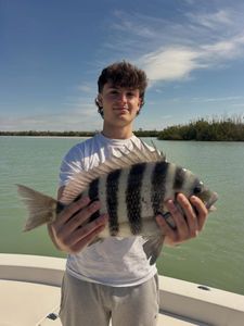 Sheepshead fish catch displayed on boat in Fort Myers FL waters