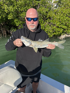 Beautiful Fort Myers snook from the mangroves!
