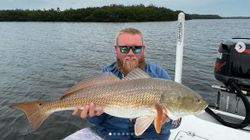 Freshwater drum fish caught while fishing in Fort Myers
